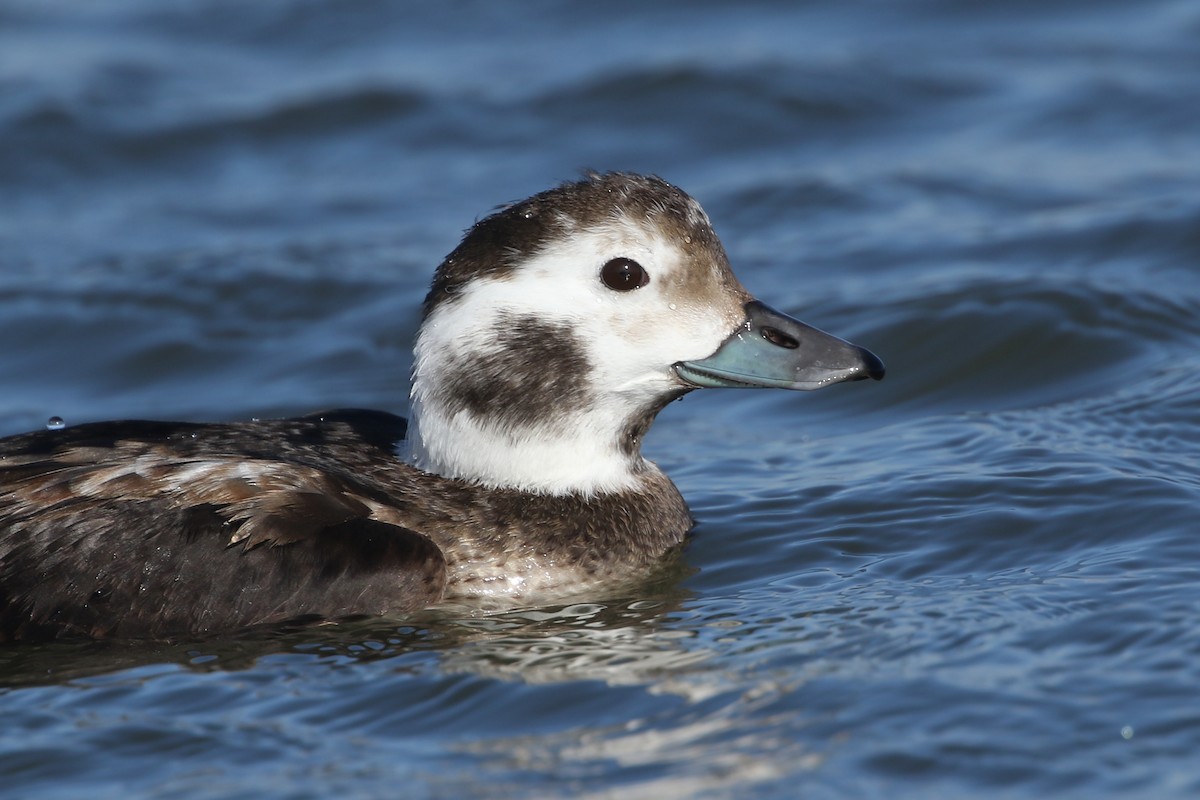 Long-tailed Duck - ML299883511