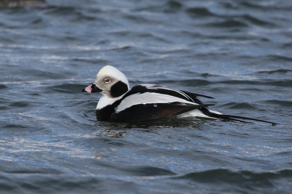 Long-tailed Duck - ML299883531