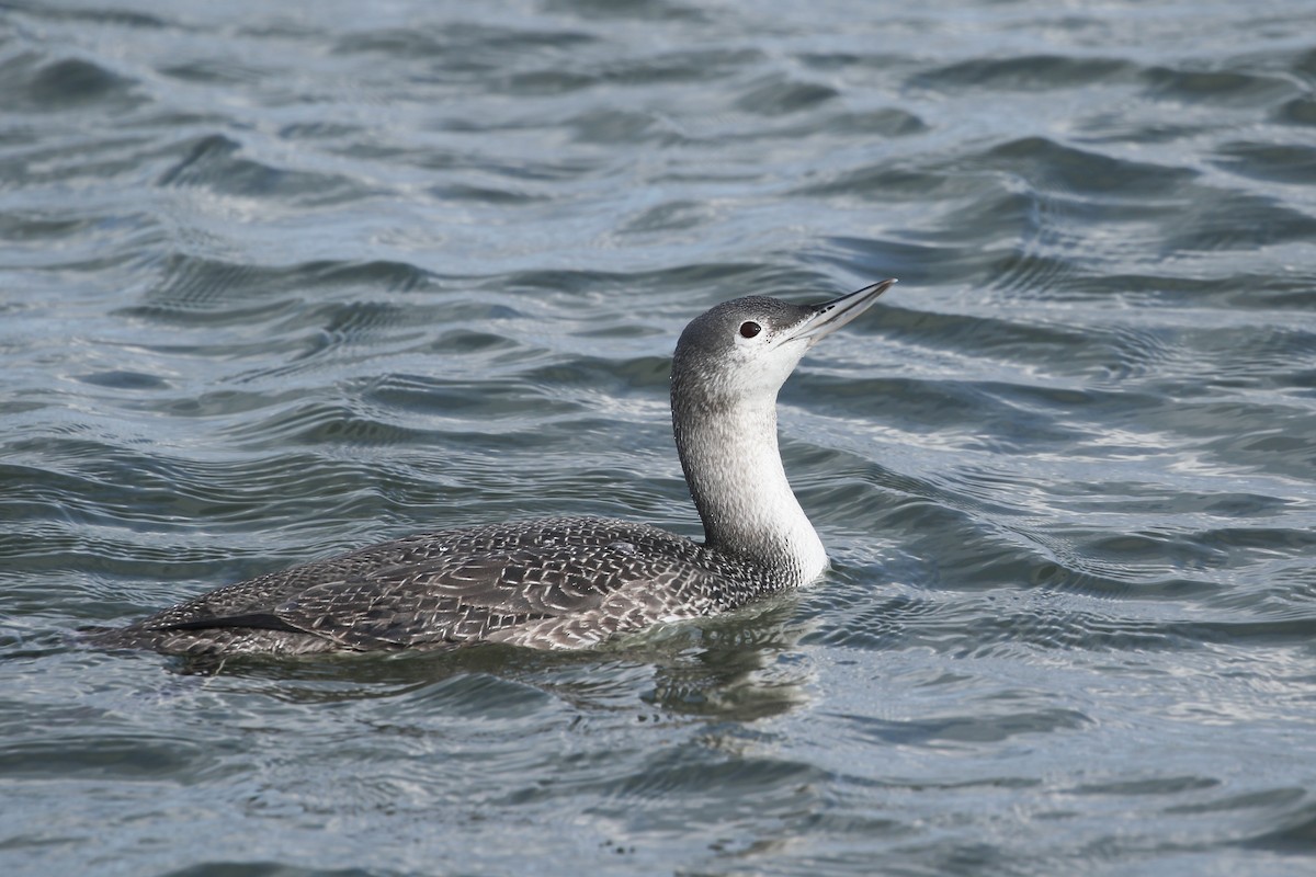 Red-throated Loon - ML299884681