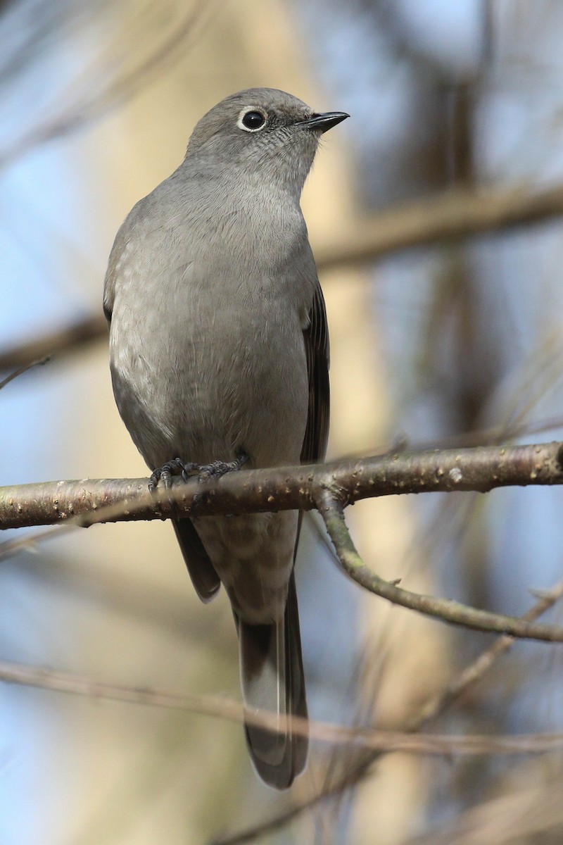 Townsend's Solitaire - ML299888061