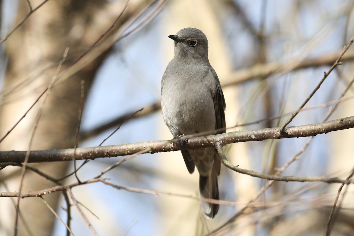 Townsend's Solitaire - ML299888081