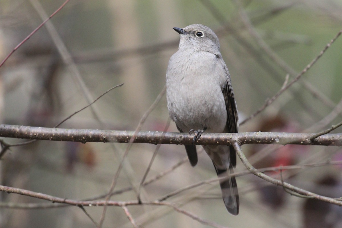 Townsend's Solitaire - ML299888161