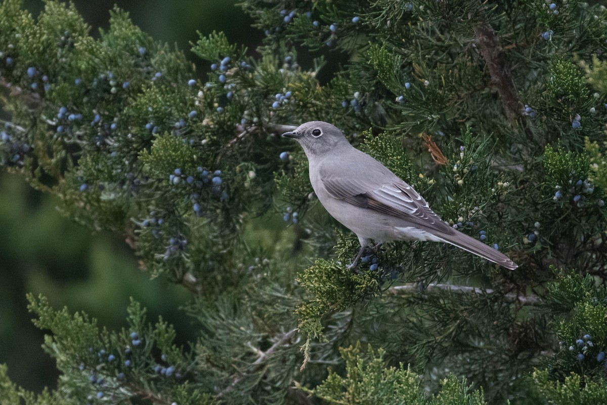 Townsend's Solitaire - ML299888221