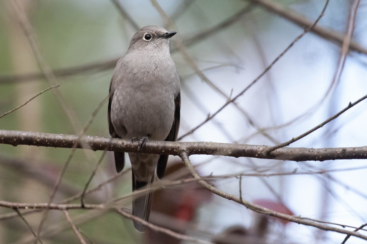 Townsend's Solitaire - ML299888281