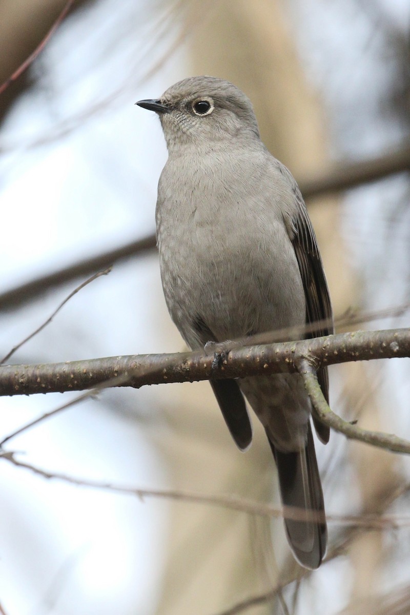 Townsend's Solitaire - ML299888301