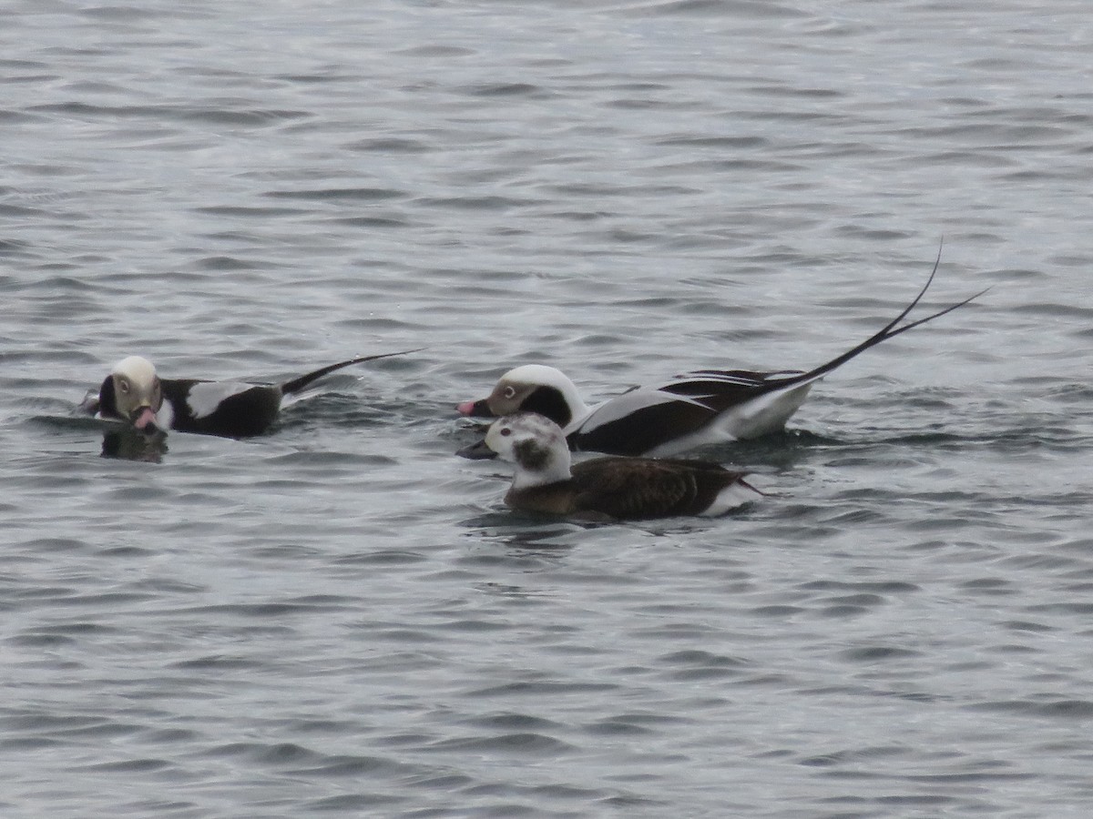 Long-tailed Duck - ML299888861