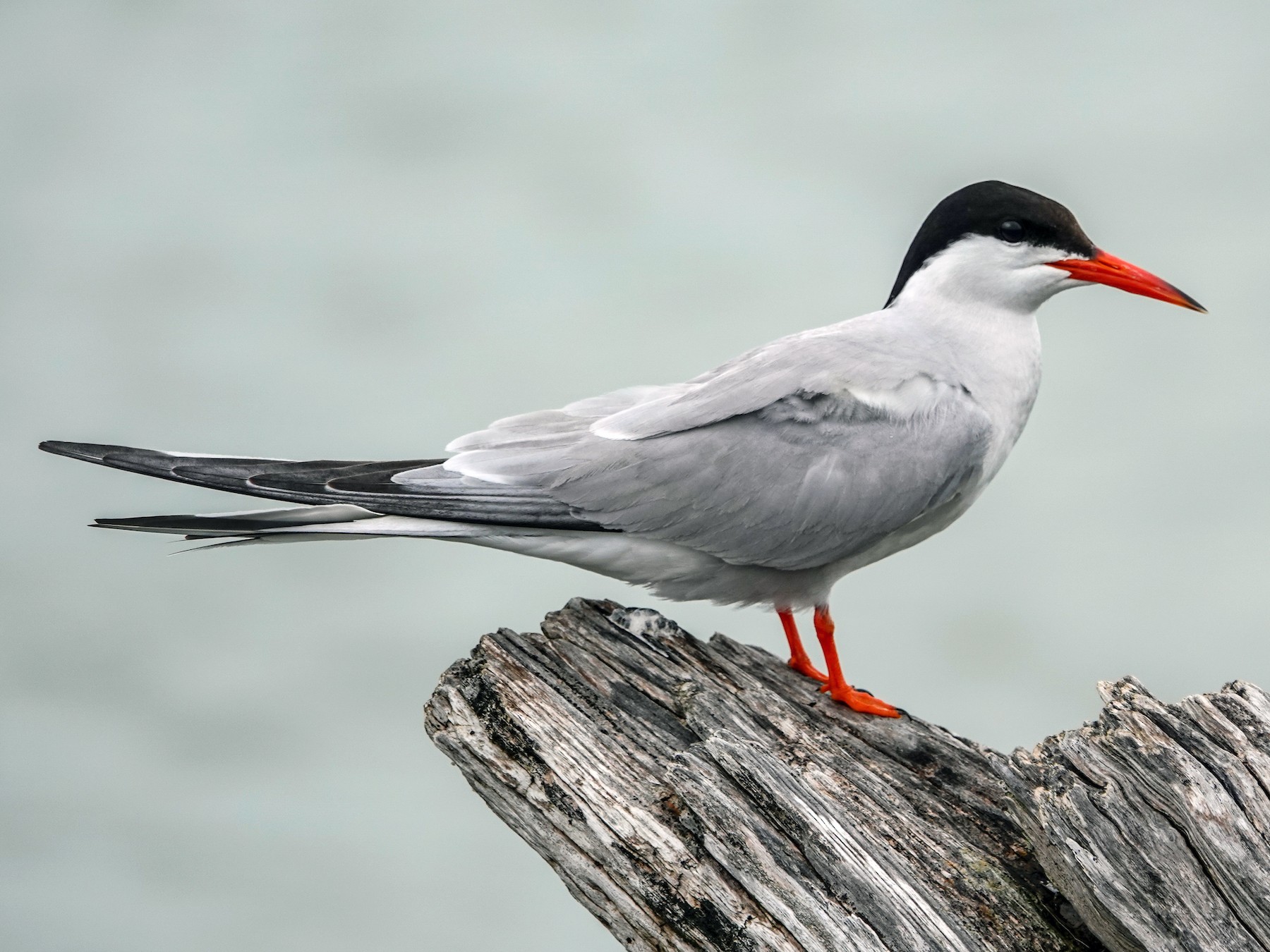 Common Tern - Gale VerHague