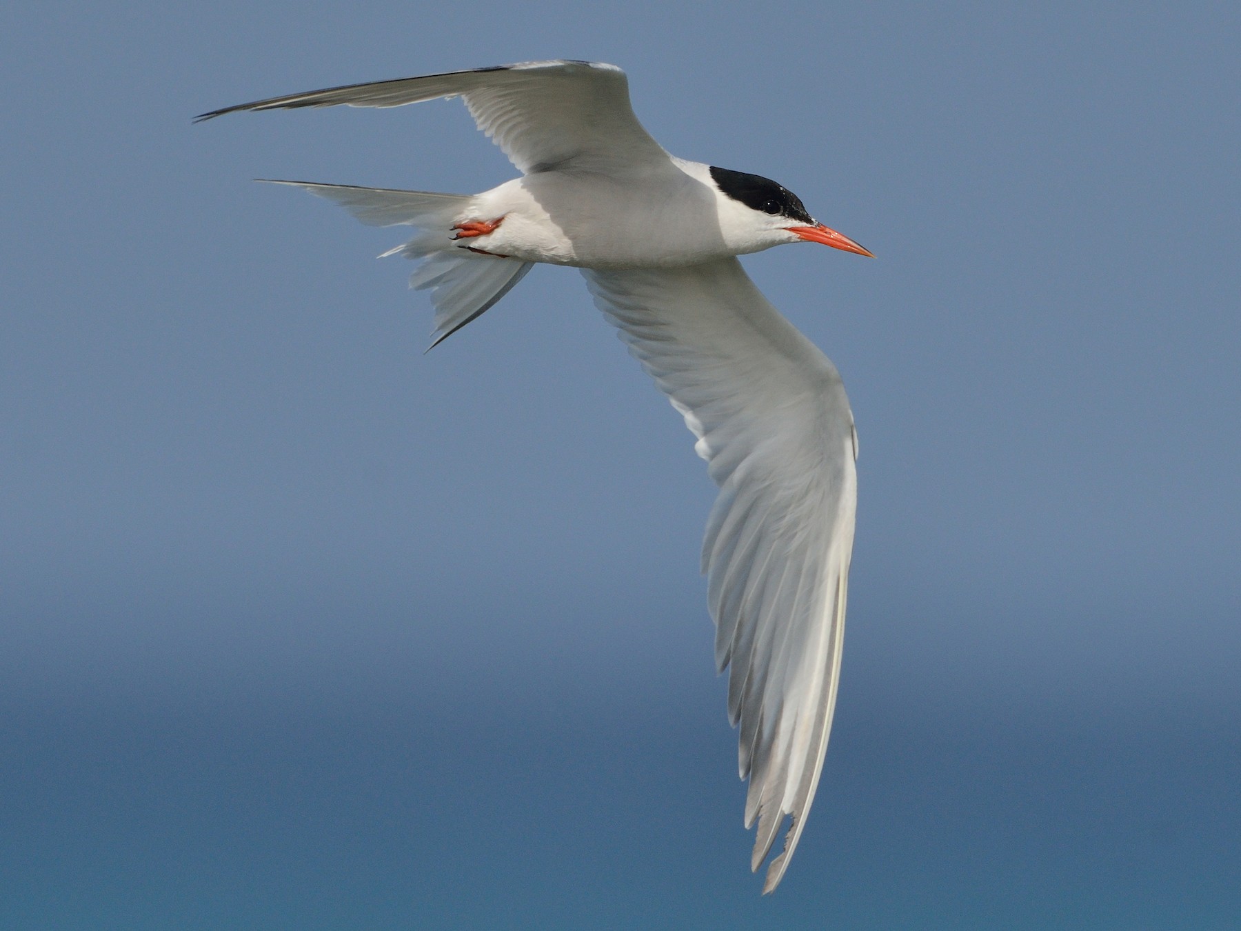 Common Tern - Michiel Oversteegen