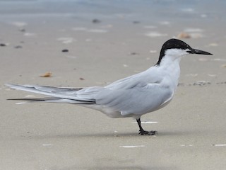 繁殖期の成鳥 (longipennis) - Steven McBride - ML299890901