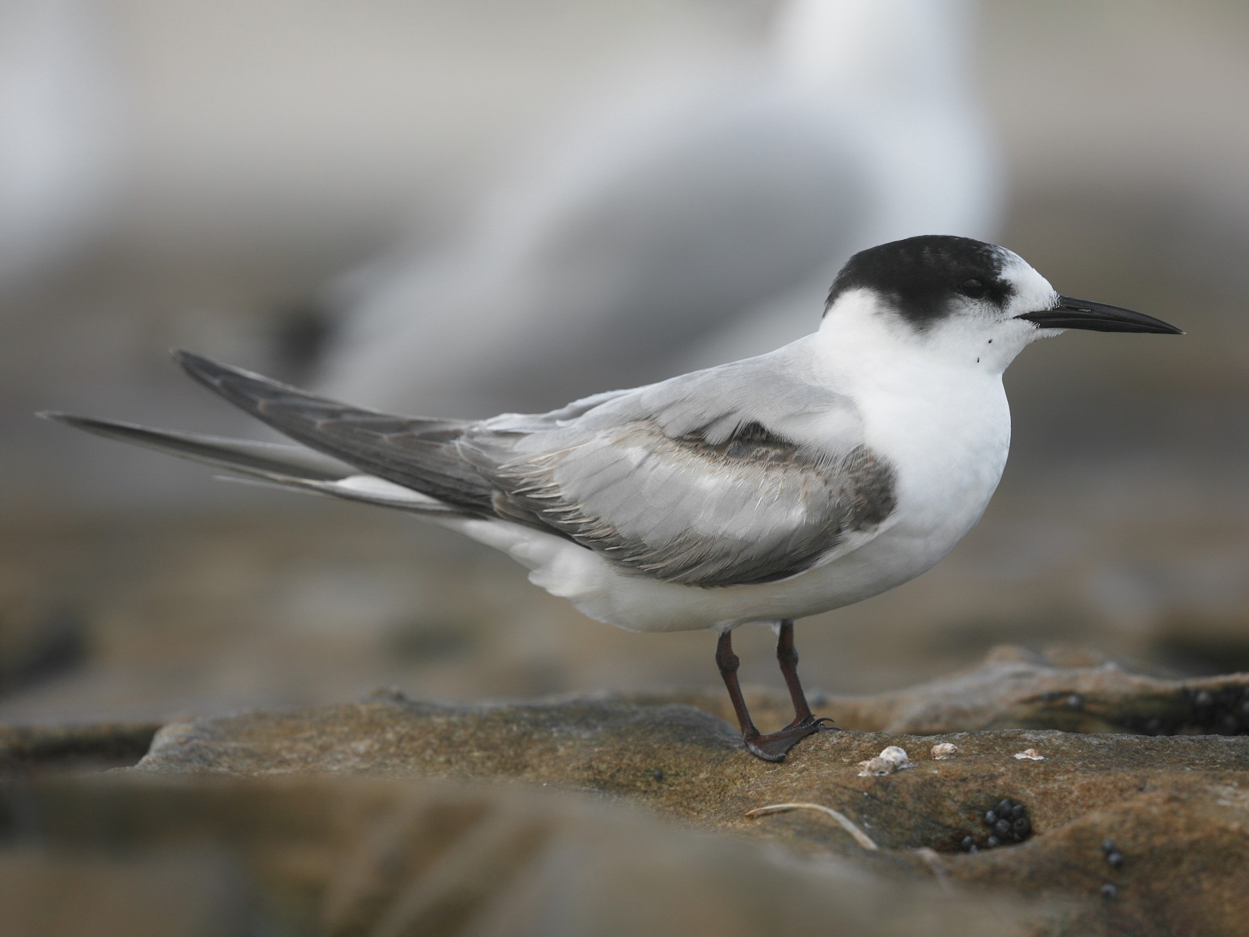 Common Tern - Anonymous