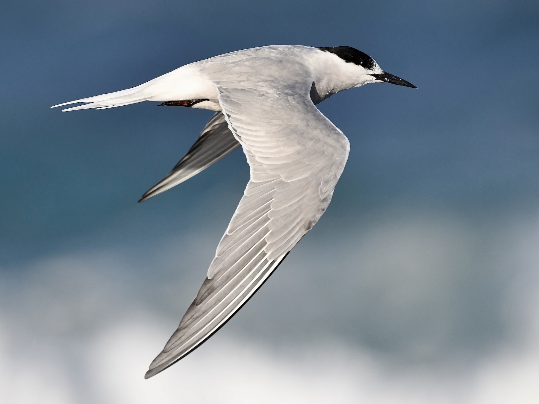 Common Tern - Steven McBride