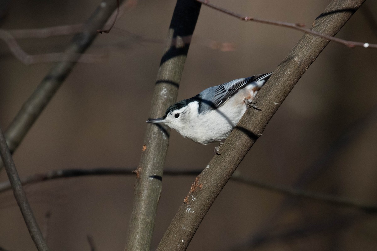 White-breasted Nuthatch (Eastern) - ML299892741