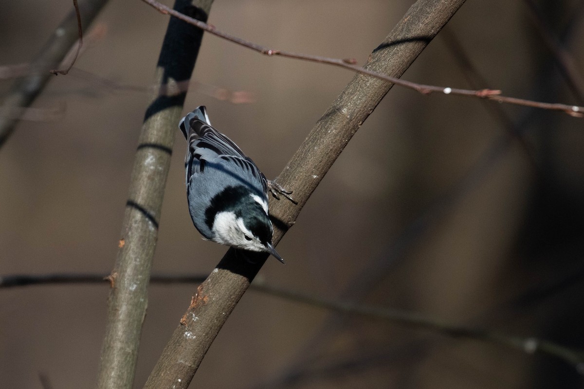 White-breasted Nuthatch (Eastern) - ML299892751