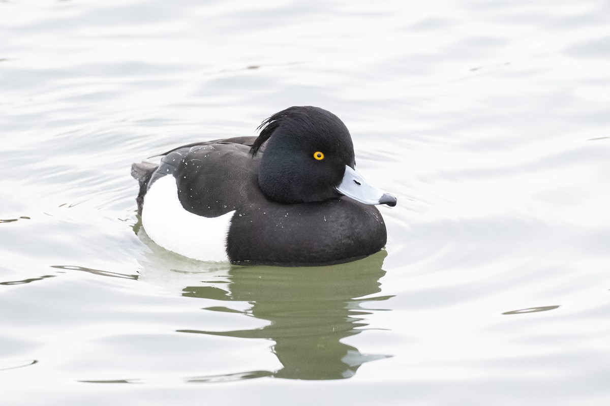 Tufted Duck - ML299893001