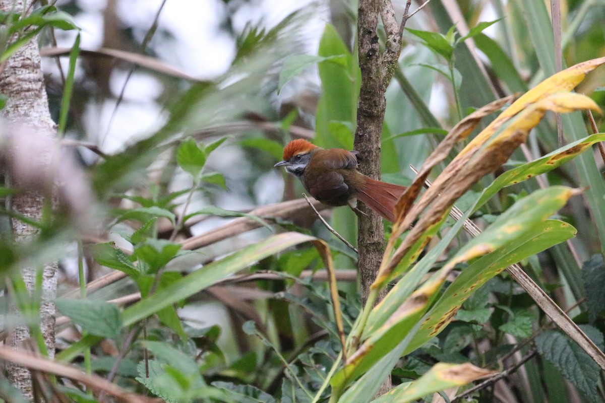 Rufous-capped Spinetail - Jeff Skevington