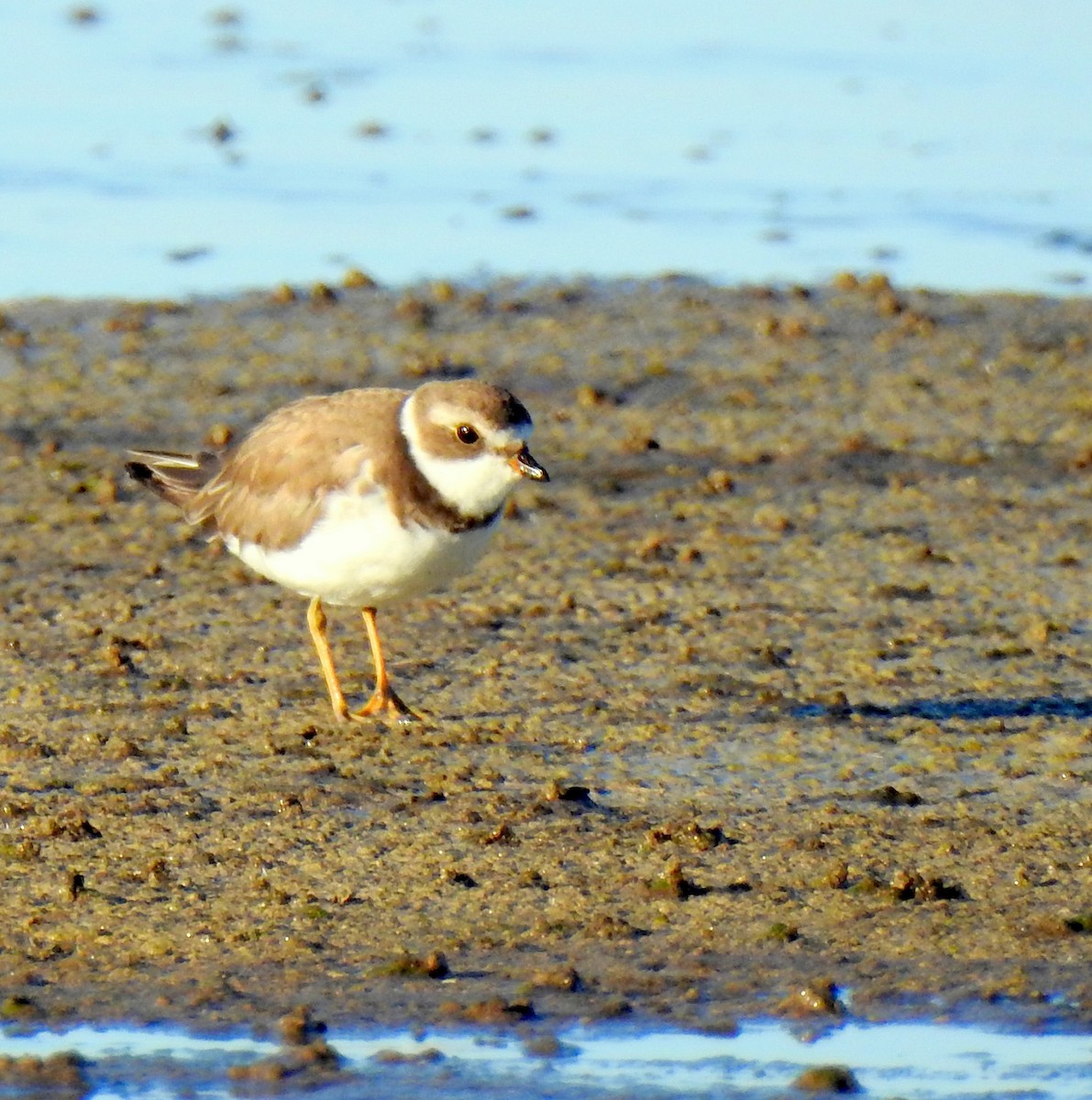 Semipalmated Plover - Luis Alejandro Duvieilh