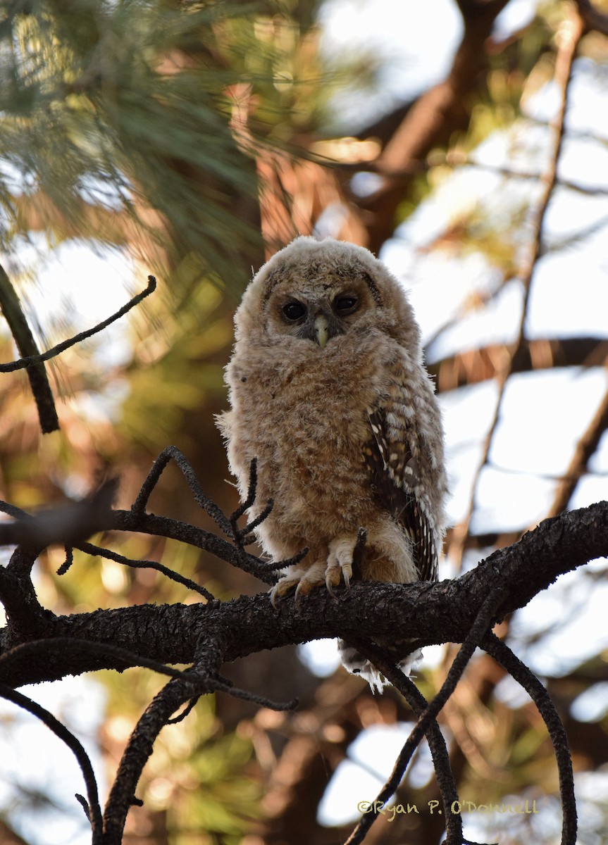 Spotted Owl (Mexican) - Ryan O'Donnell