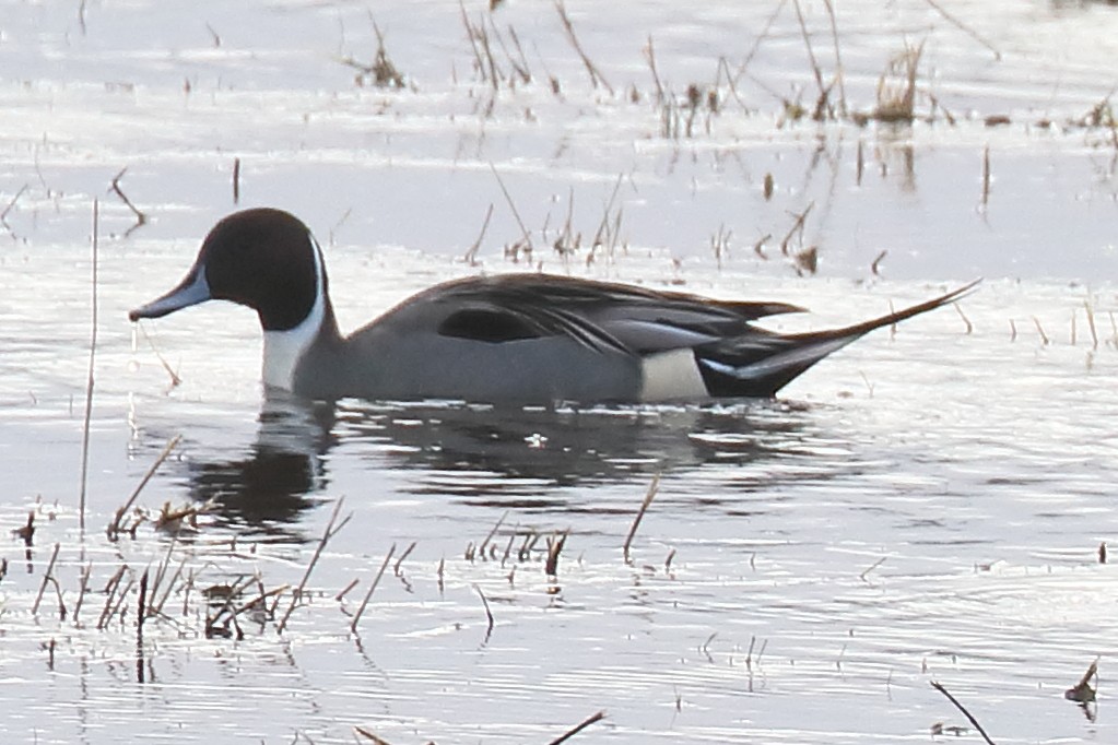 Northern Pintail - Bruce Kerr