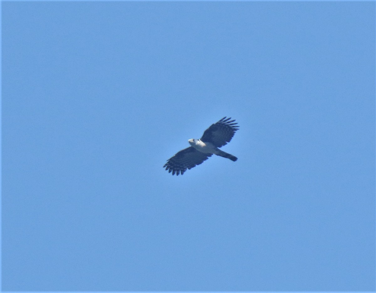 Gray-headed Kite - Josue  de León Lux (Birding Guide) josuedeleonlux@gmail.com +502 3068 8988