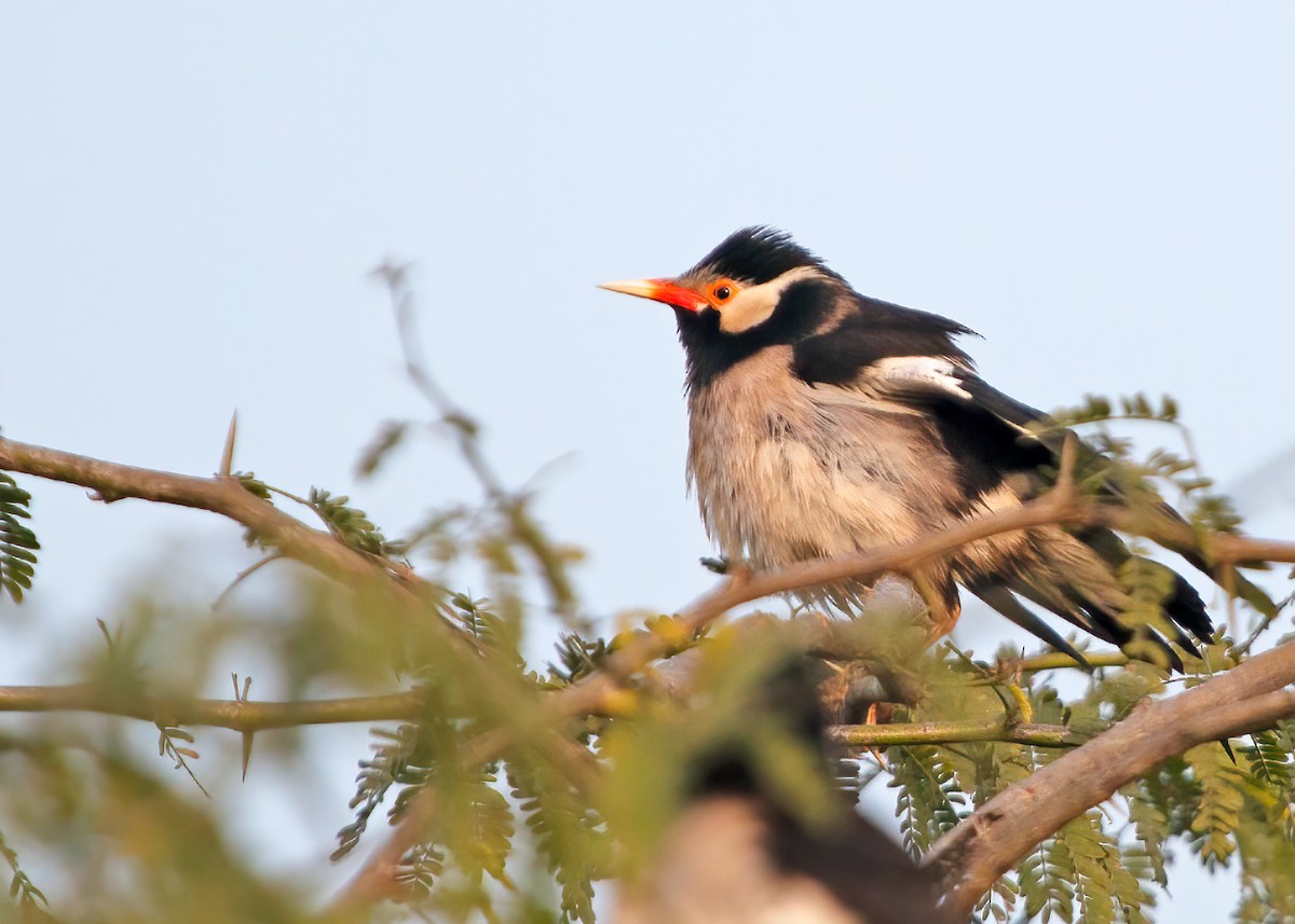 Indian Pied Starling - ML299909491