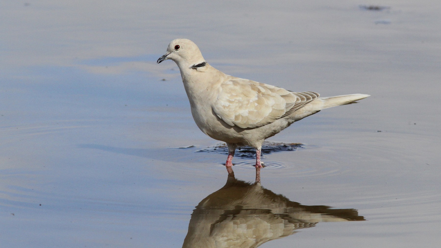 Eurasian/African Collared-Dove - EBird