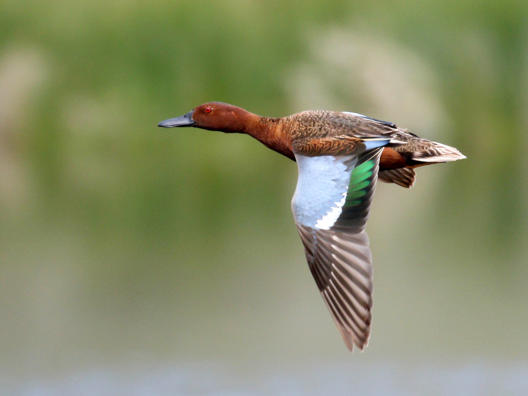 Cinnamon Teal - Alex Lamoreaux