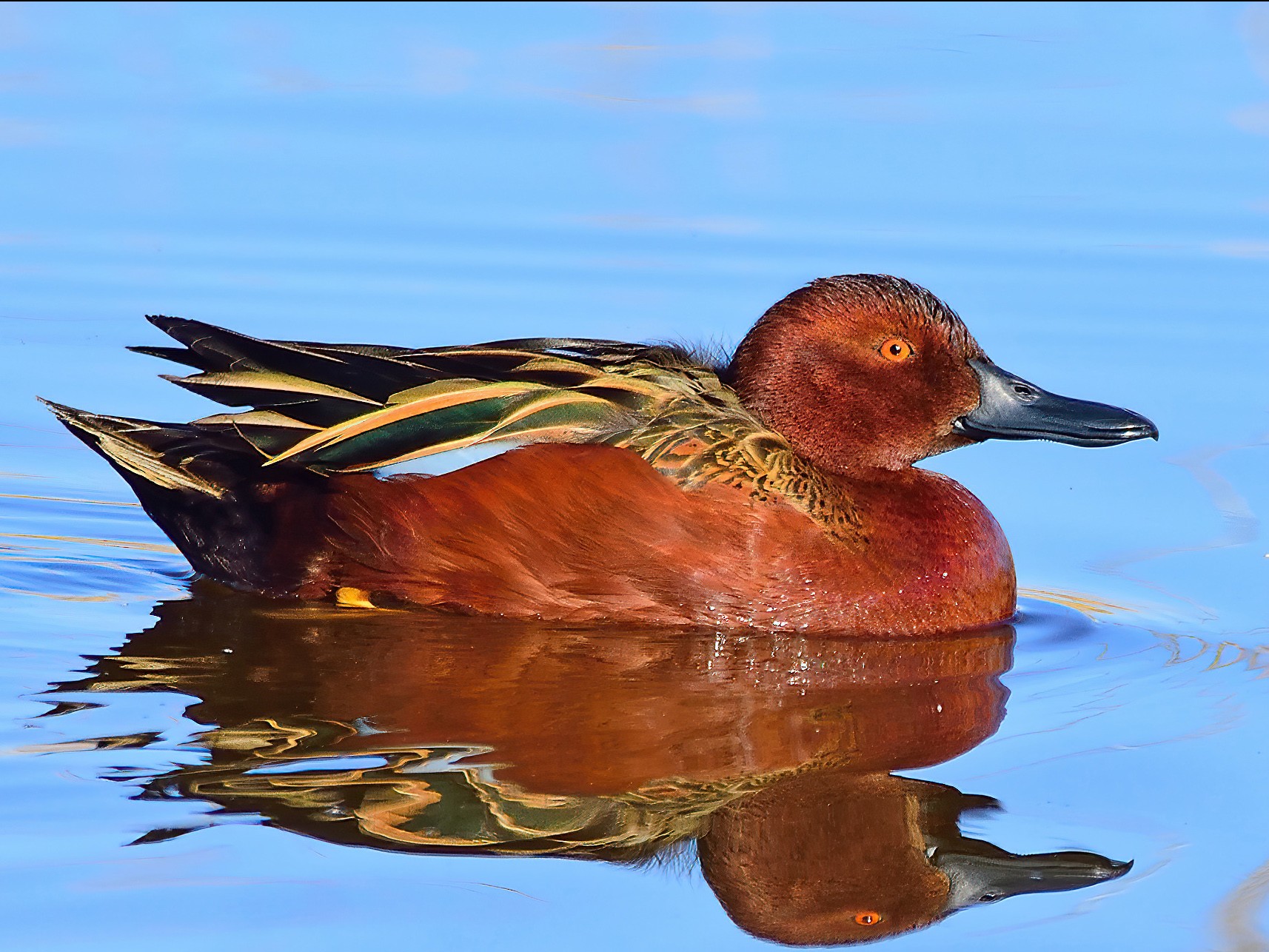 Cinnamon Teal - Ad Konings