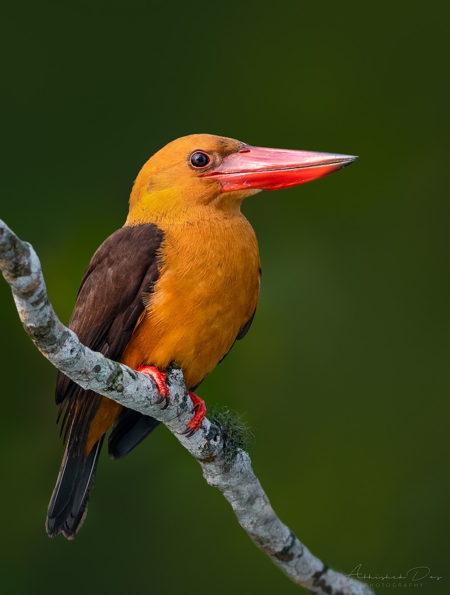 Brown-winged Kingfisher - Abhishek Das