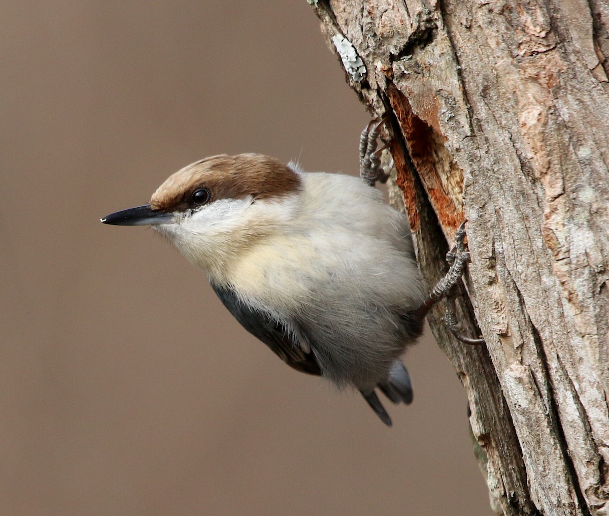 Brown-headed Nuthatch - Lori White