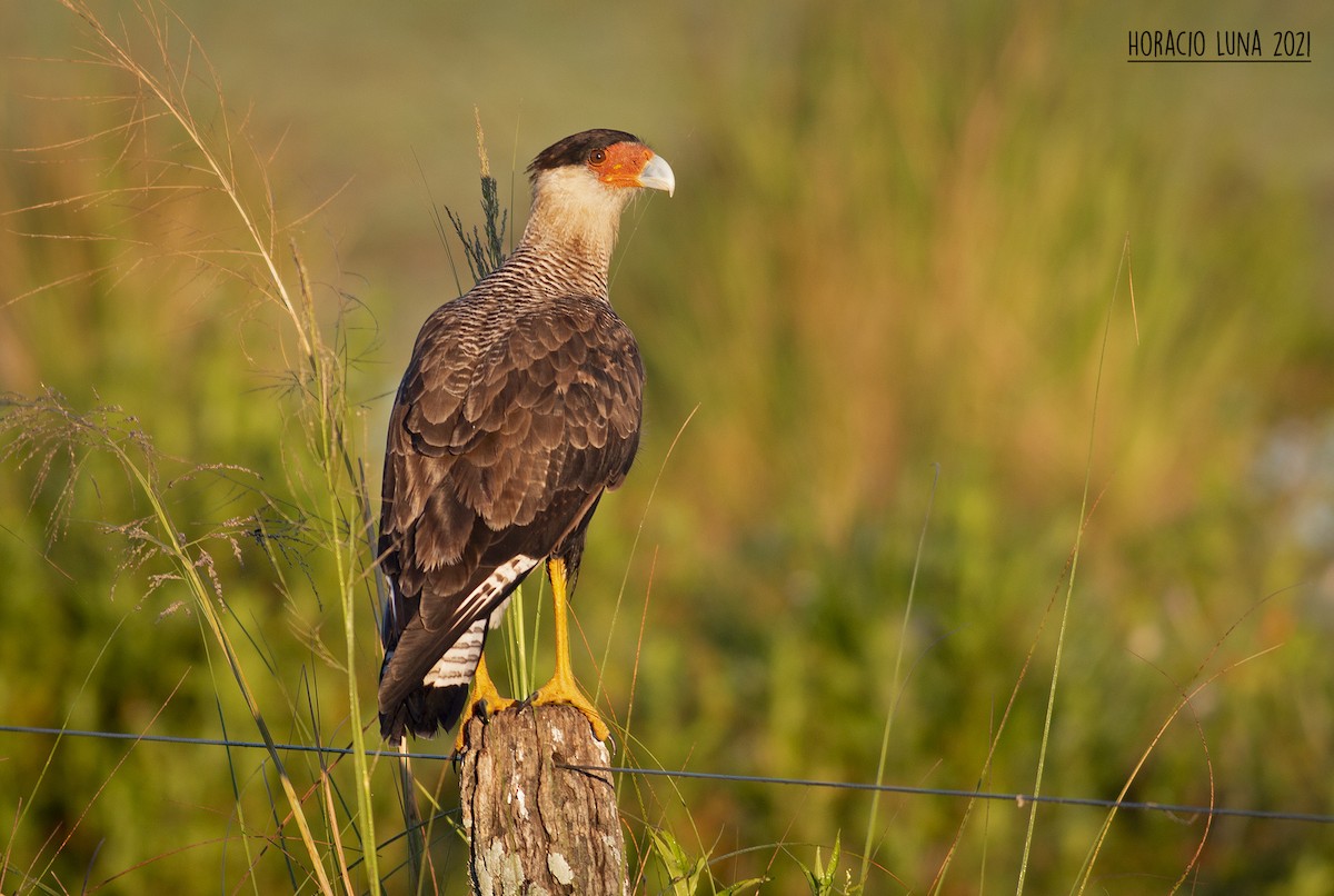 Crested Caracara (Southern) - ML299923921