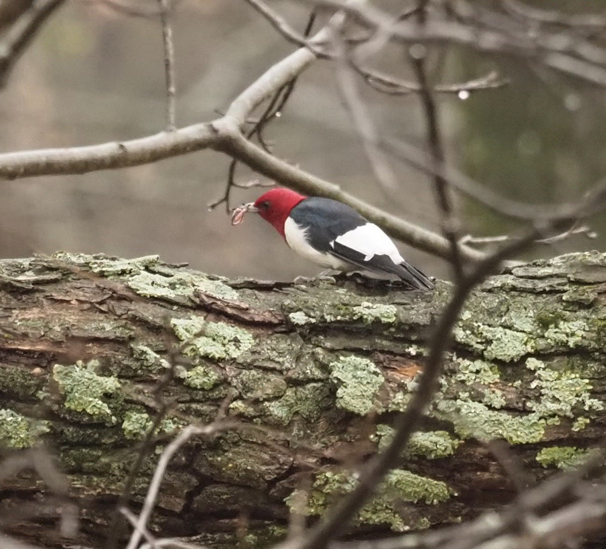 Red-headed Woodpecker - ML299924861