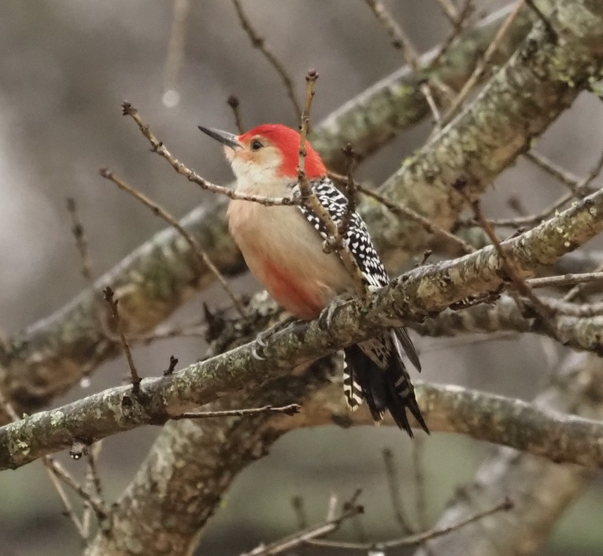Red-bellied Woodpecker - ML299924901