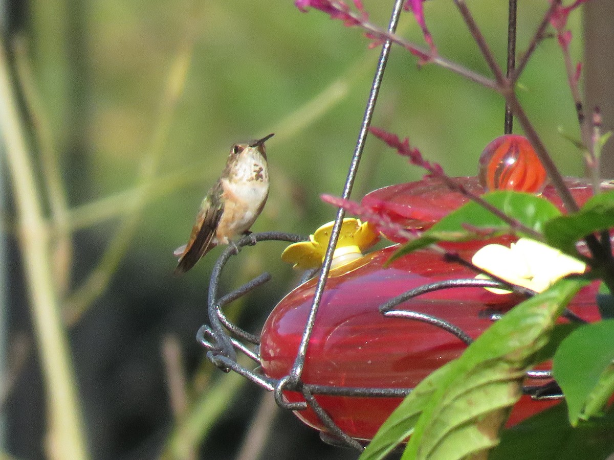 Rufous Hummingbird - Carol Yarnell