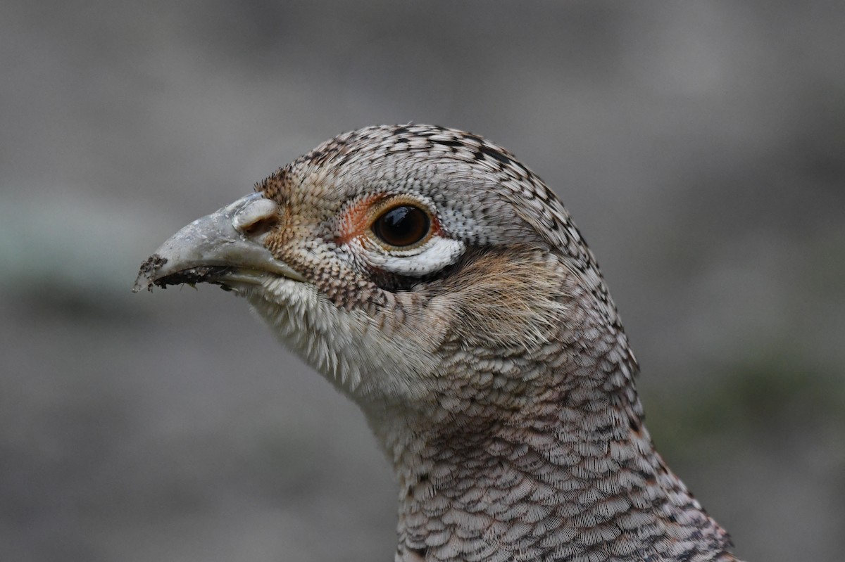 Ring-necked Pheasant - Miguel Arribas Tiemblo