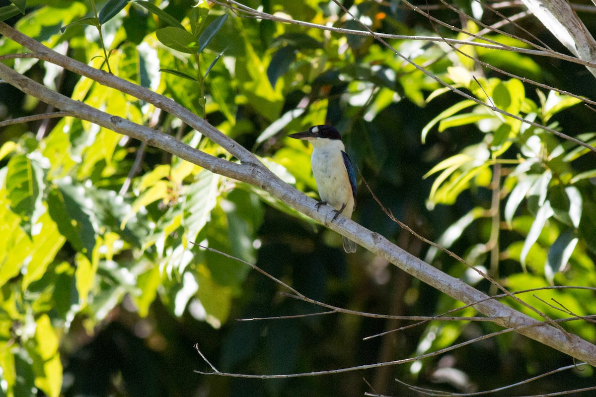Forest Kingfisher - ML29993231