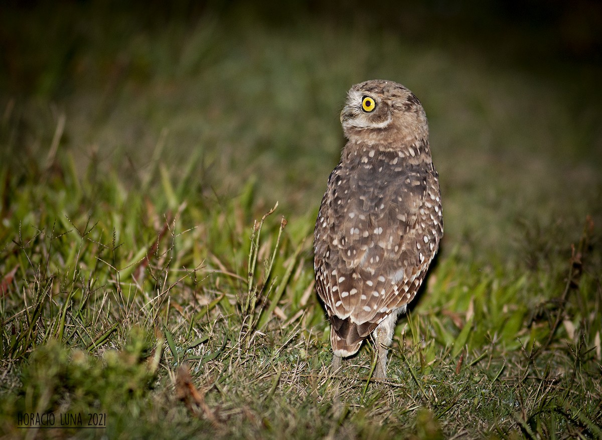 Burrowing Owl - ML299934521