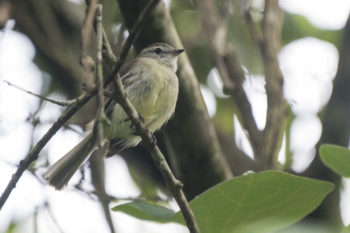 Southern Mouse-colored Tyrannulet - ML299936731