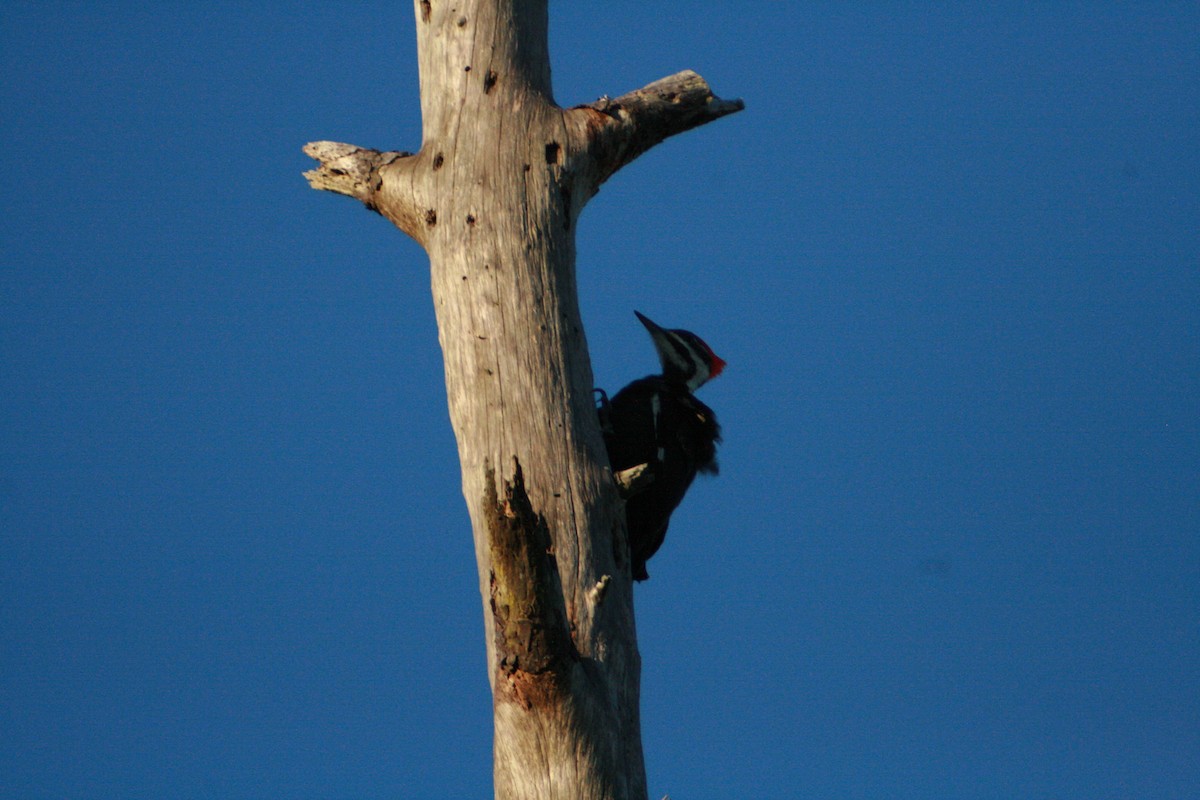Pileated Woodpecker - ML299942341