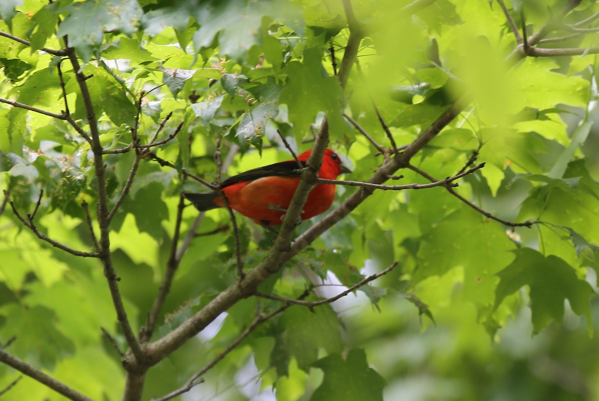 Scarlet Tanager - ML29995351