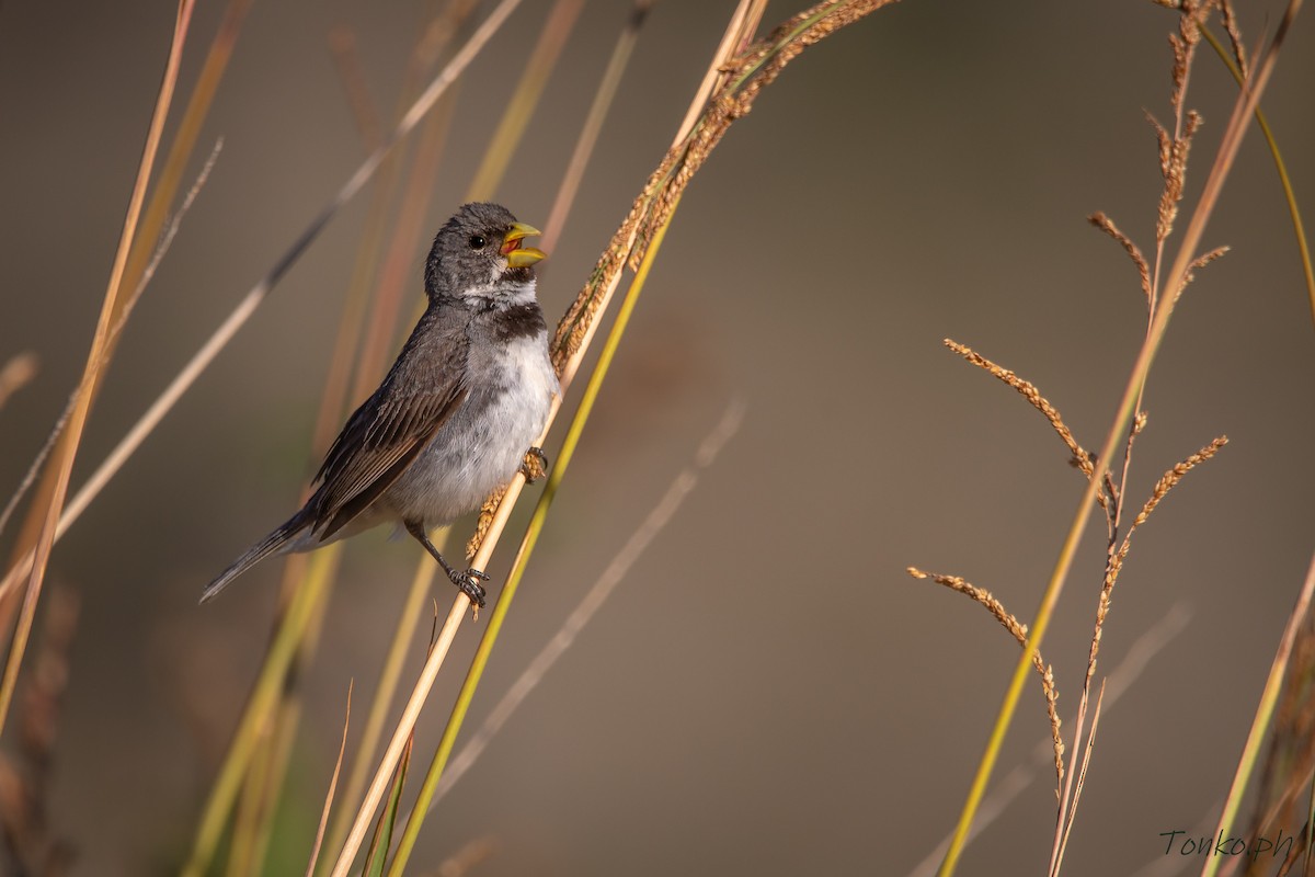 Double-collared Seedeater - ML299958671