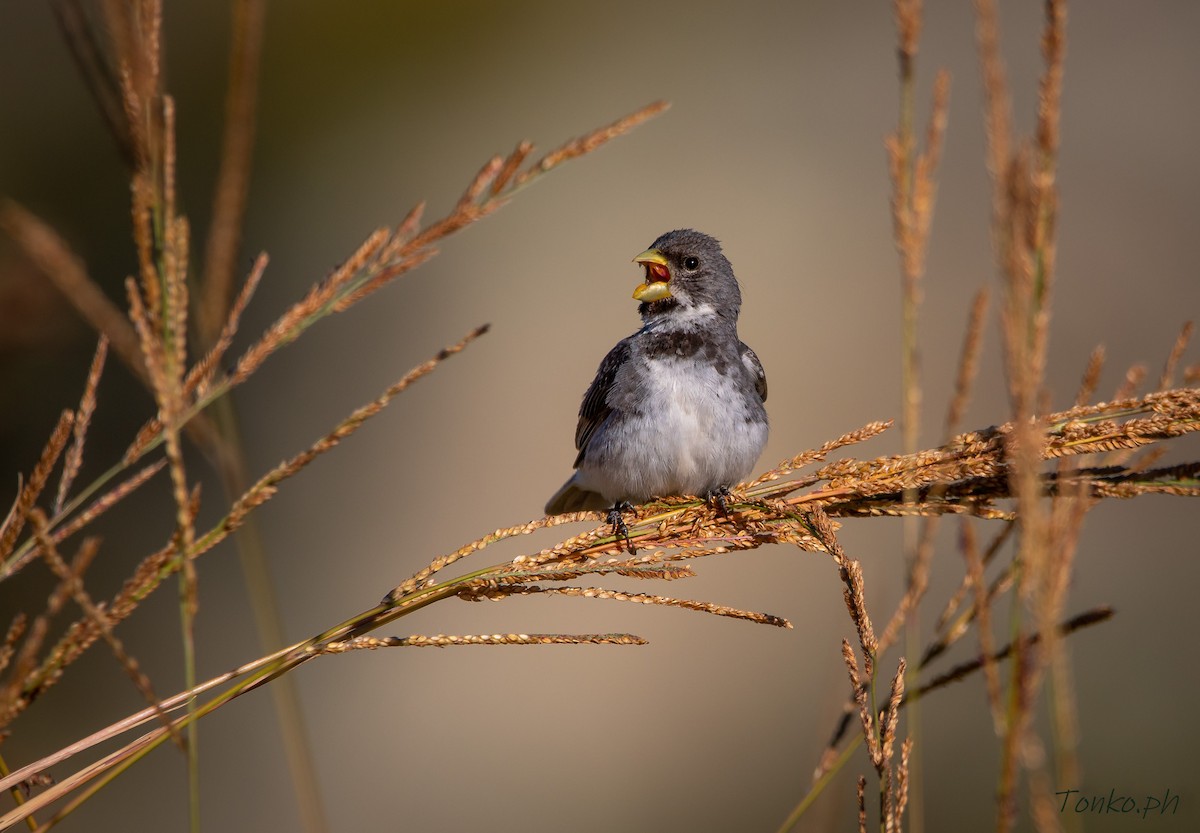 Double-collared Seedeater - ML299958681