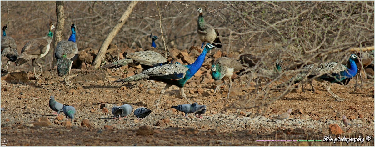 Rock Pigeon (Feral Pigeon) - Bharat Kaneria
