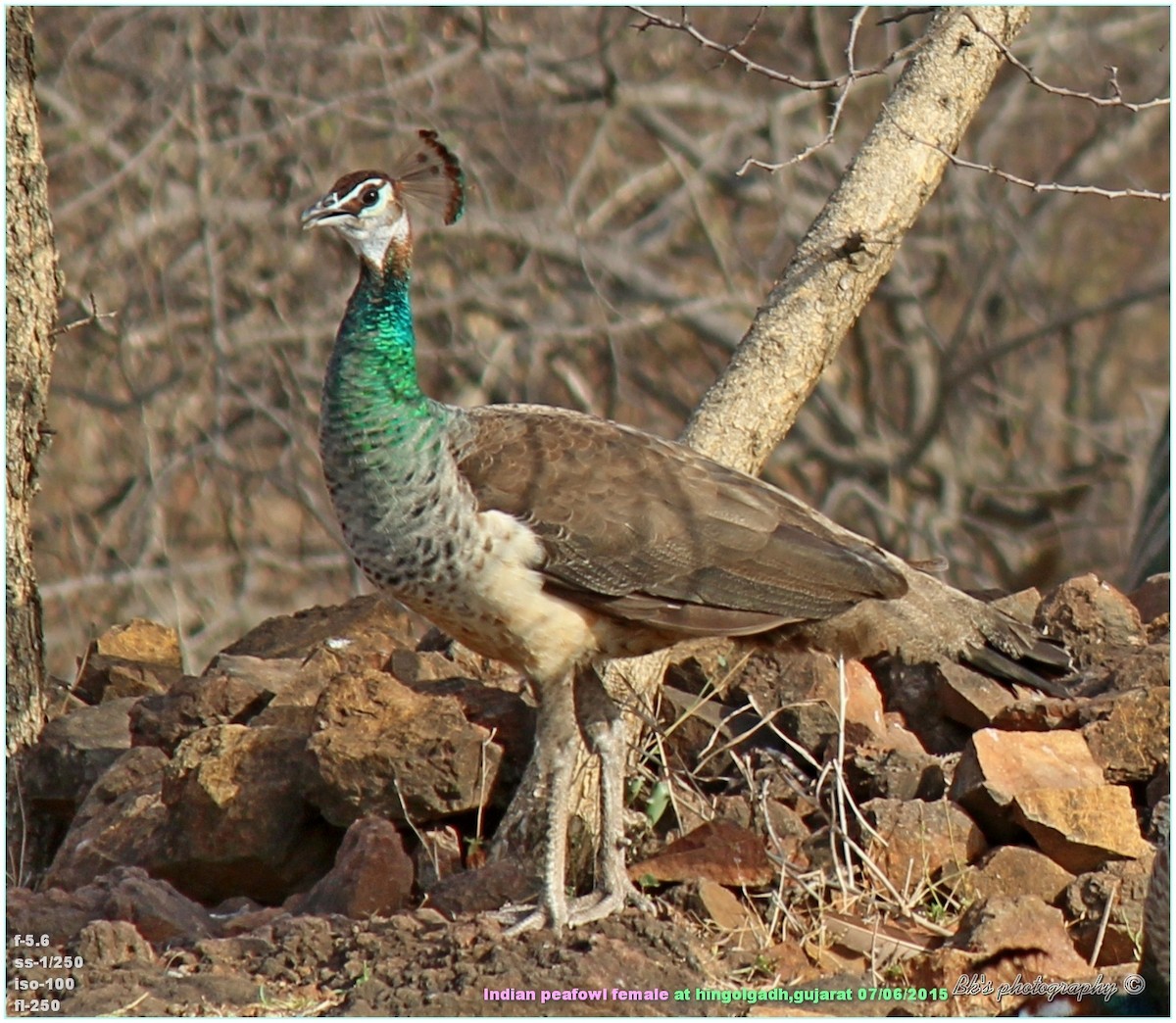 Indian Peafowl - Bharat Kaneria