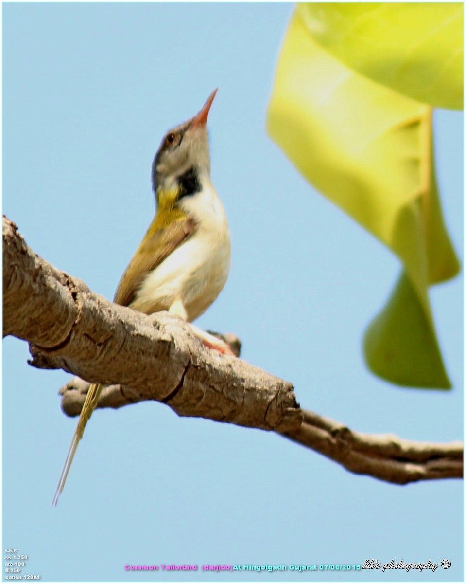 Common Tailorbird - Bharat Kaneria