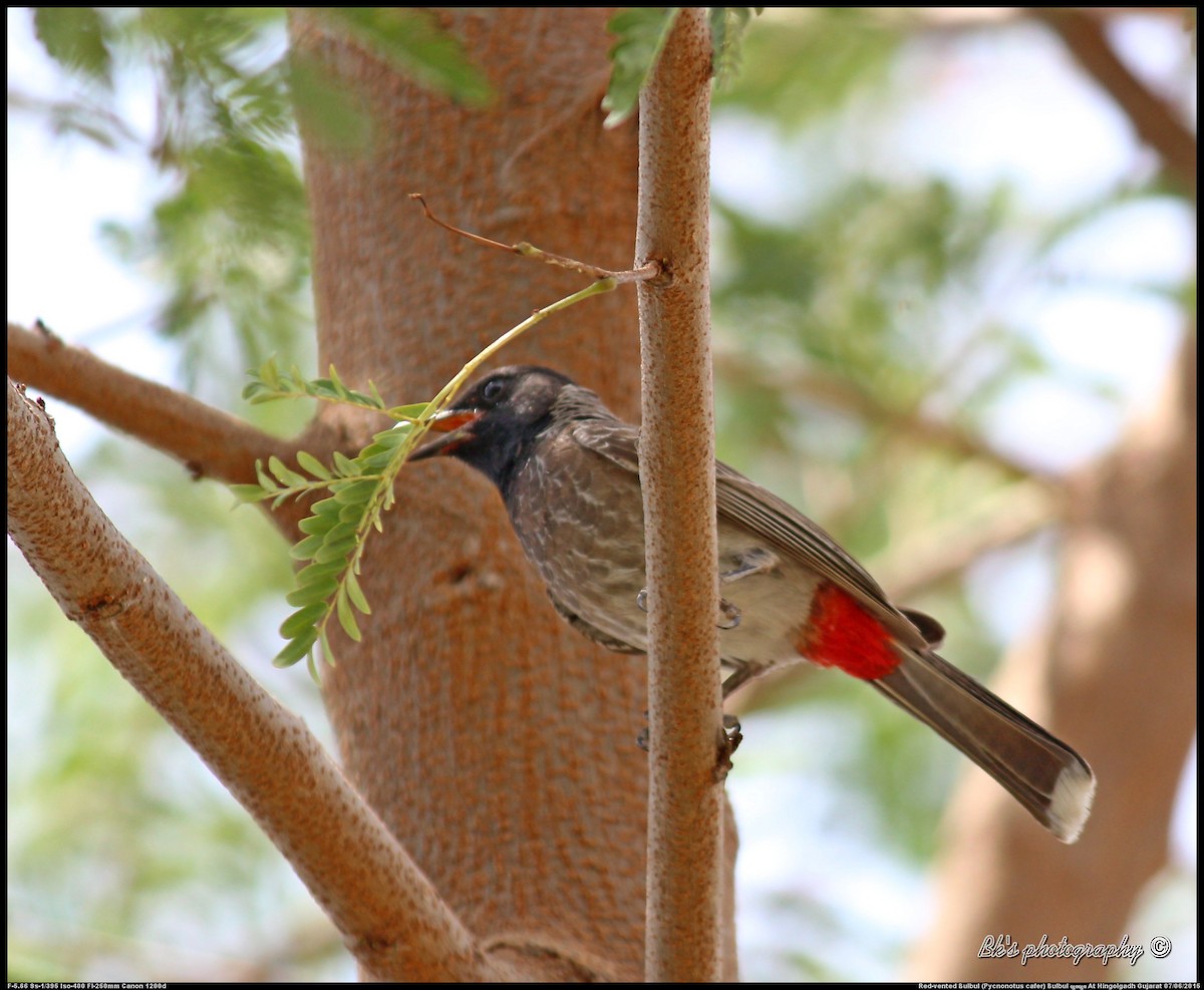 Red-vented Bulbul - ML29996251