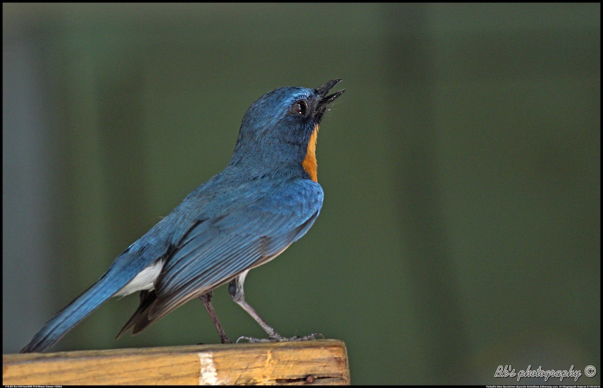 Tickell's Blue Flycatcher - Bharat Kaneria