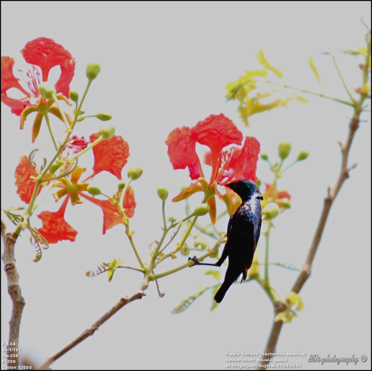 Purple Sunbird - Bharat Kaneria