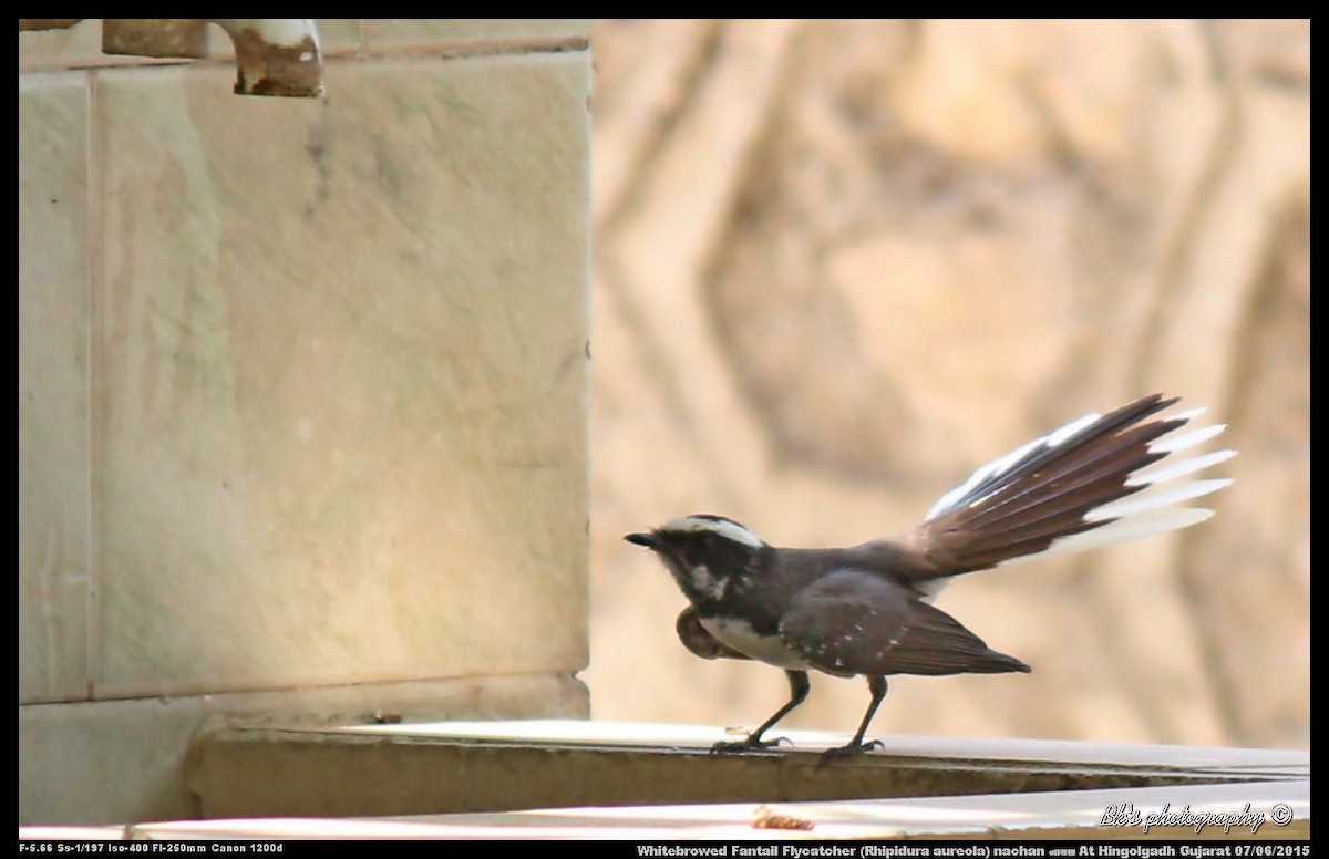 White-browed Fantail - ML29996491