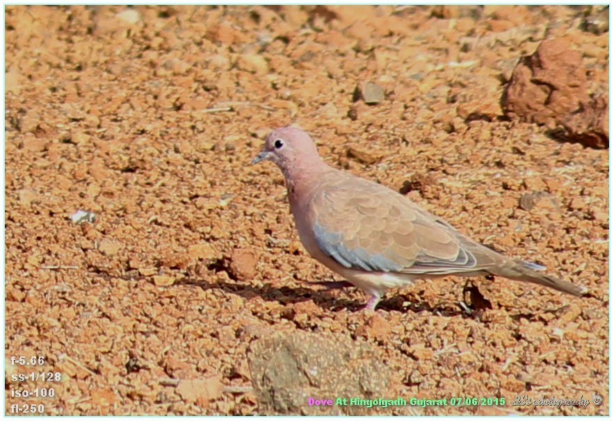 Laughing Dove - ML29996531