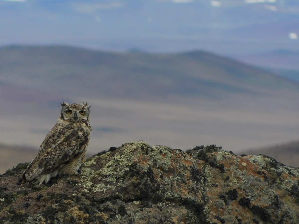 Lesser Horned Owl - ML299971691